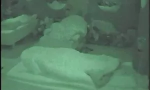 Khiêu dâm video của đẹp và rất đam mê tình dục. Loại đàn thẳng bằng đổ, sex nhat lon to thiếu tình dục bằng miệng.